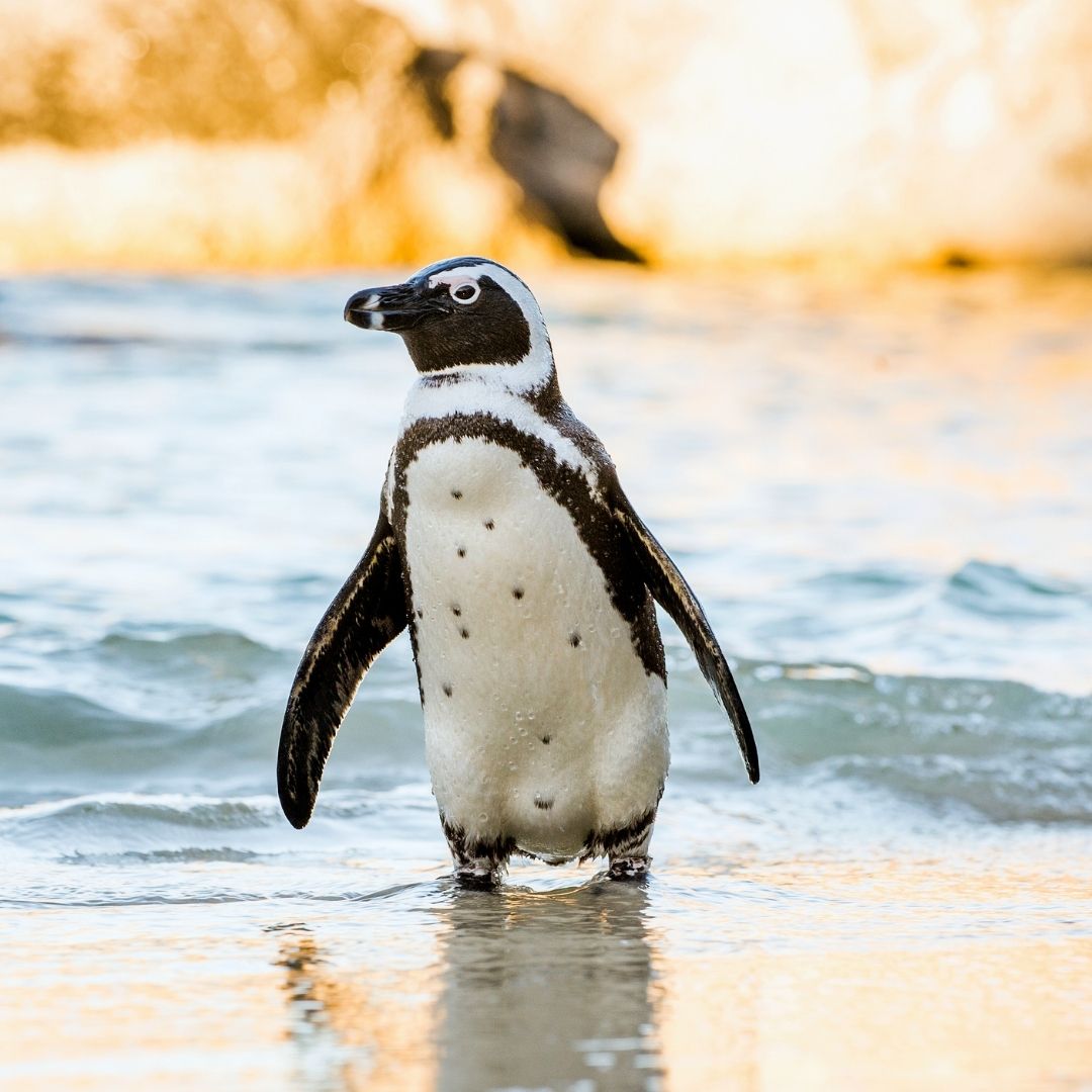 africa penguins 5