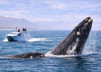 Boat-Based Whale Watching in Hermanus