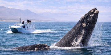 Boat-Based Whale Watching in Hermanus
