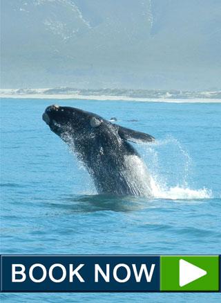 Book your whale watching trip