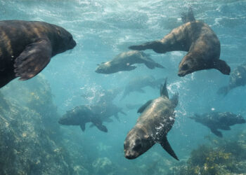 Cape Fur Seals header