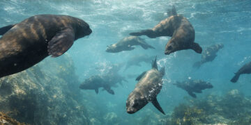Cape Fur Seals header