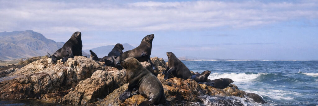 cape fur seals banner