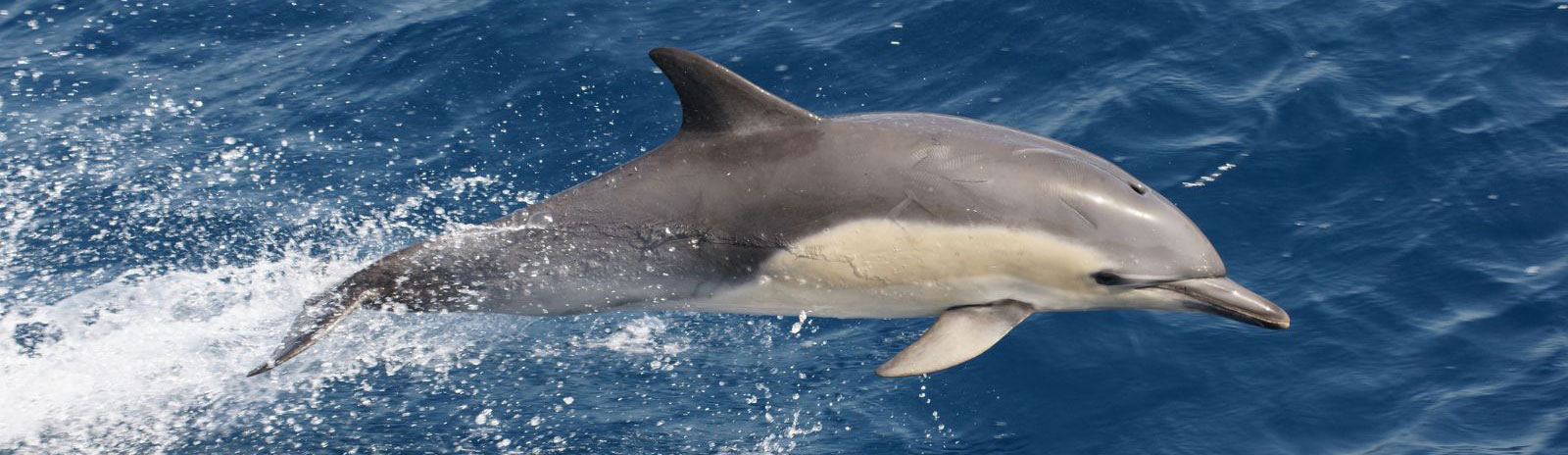common dolphins in Hermanus