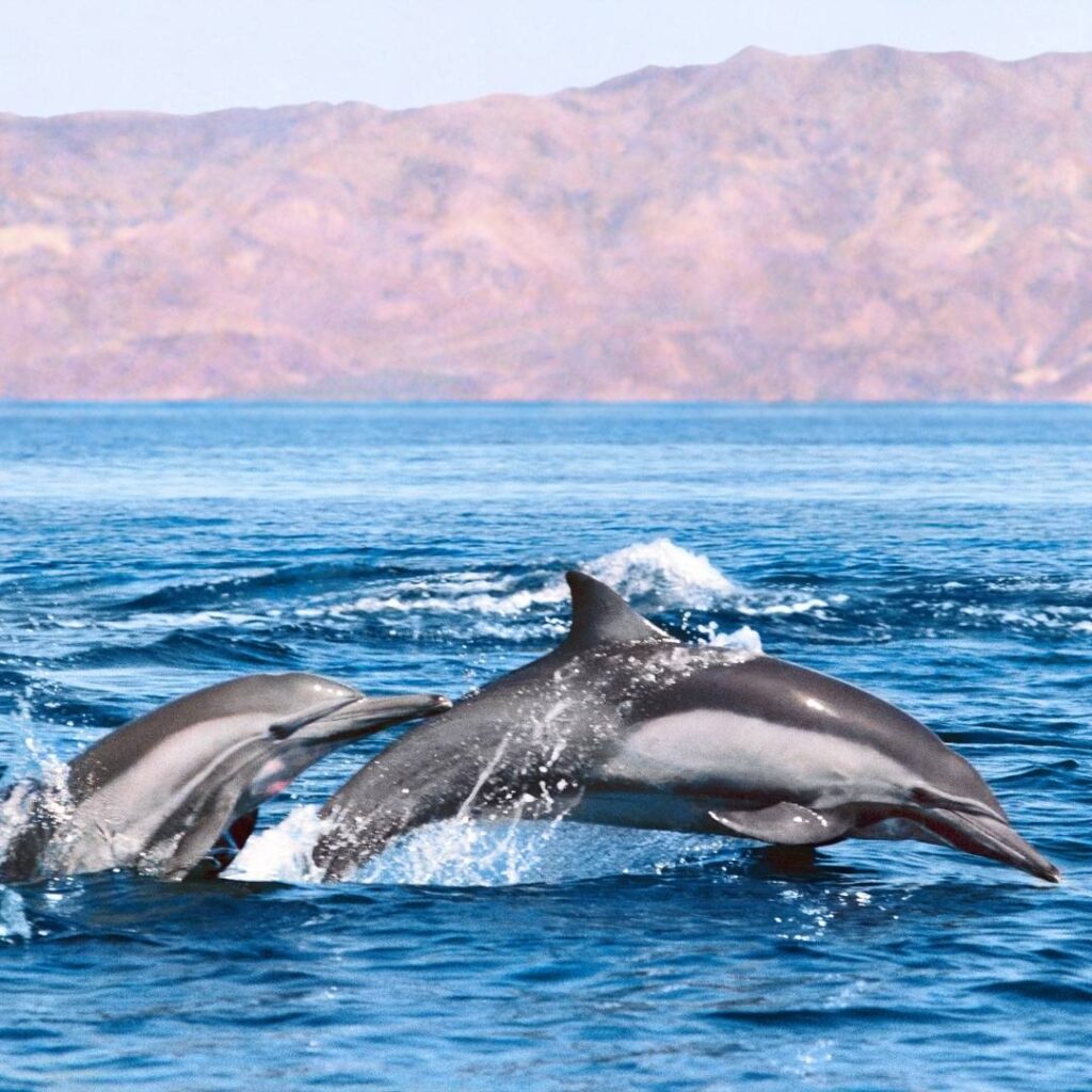 common dolphins palying