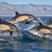 Common Dolphins The Acrobats of South Africa’s Oceans