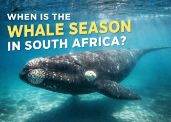 south africa whale season