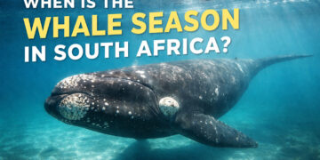 south africa whale season