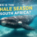 When is the Southern Right Whale Season in South Africa? 10 south africa whale season