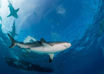 sharks and the co system