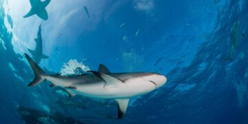 sharks and the co system