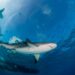 sharks and the co system