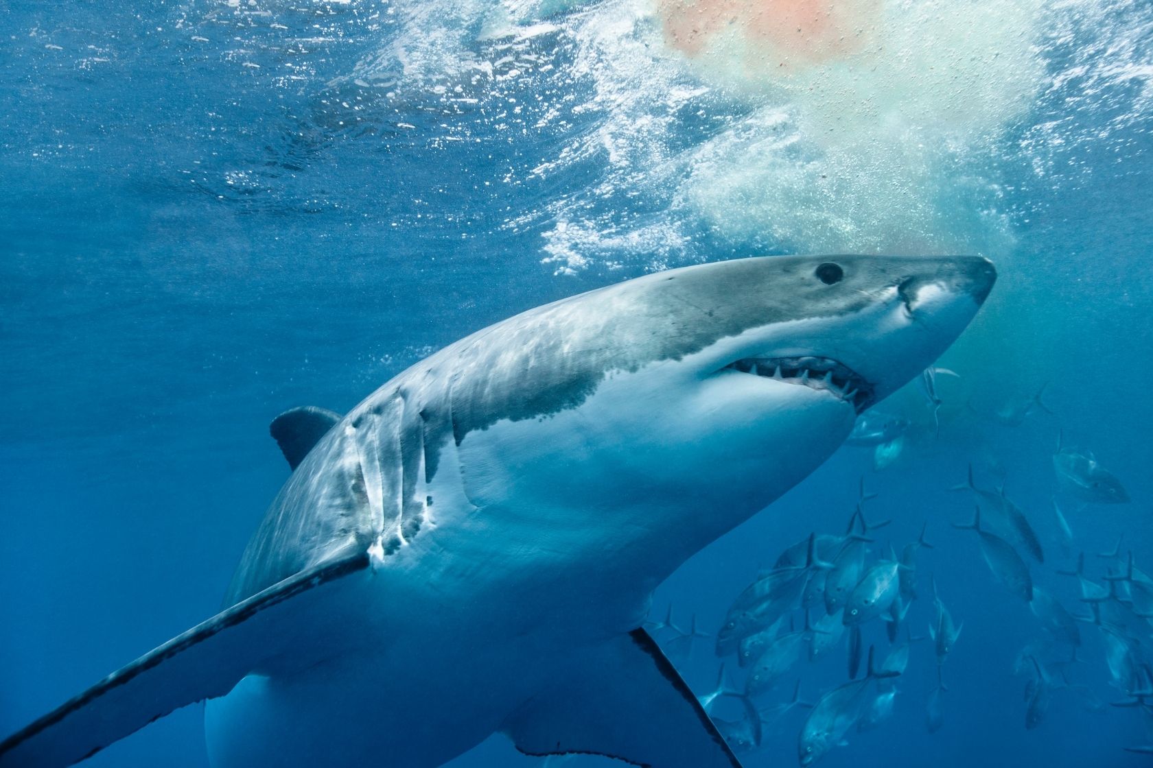 sharks is needed for earth eco system